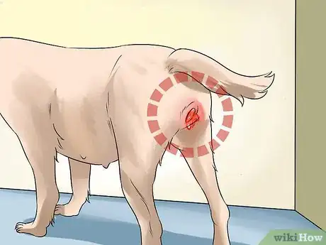 Image intitulée Know if a Pregnant Dog Has Reabsorbed the Fetus Step 1