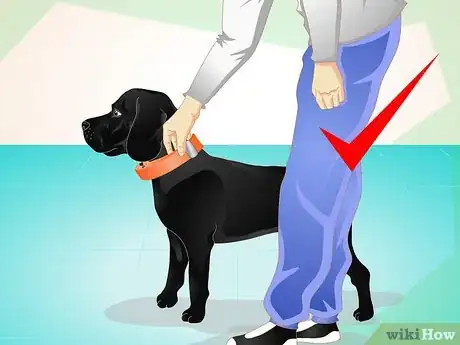 Image intitulée Use an Electronic Dog Training Collar Step 10