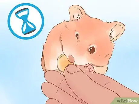 Image intitulée Sex a Hamster Step 1