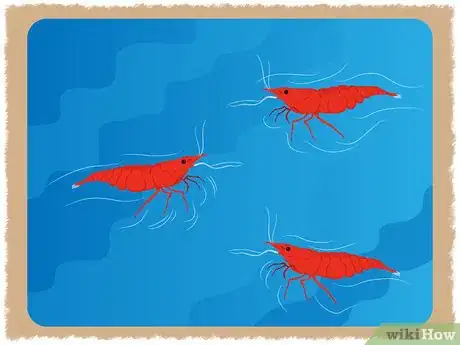 Image intitulée Breed Red Cherry Shrimp Step 3
