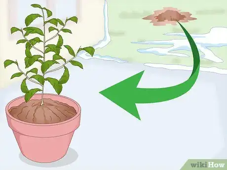 Image intitulée Grow a Tea Plant Step 11