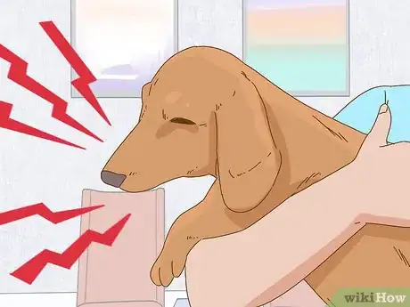 Image intitulée Hold a Dachshund Properly Step 10