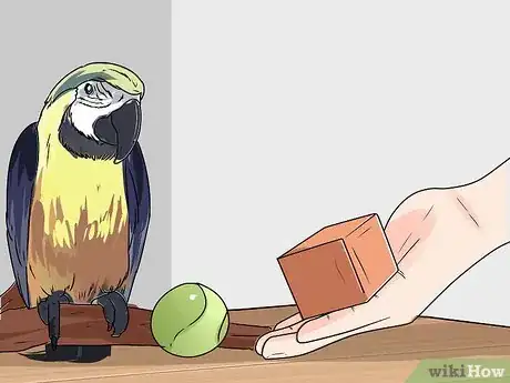 Image intitulée Train Parrots to Make Less Noise Step 14