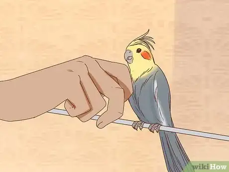 Image intitulée Buy a Pet Cockatiel Step 6