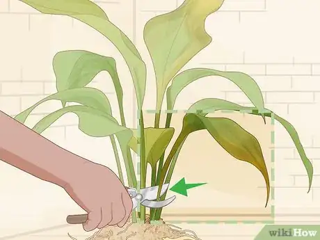 Image intitulée Save an Overwatered Plant Step 12