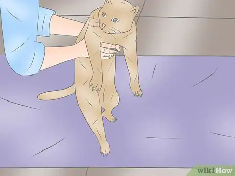 Image intitulée Wrap a Cat Step 2