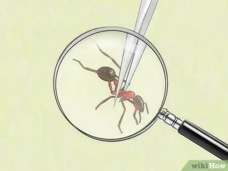 Image intitulée Identify Ants Step 4