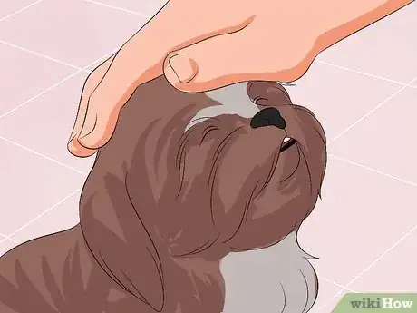 Image intitulée Train Your Shih Tzu Step 11