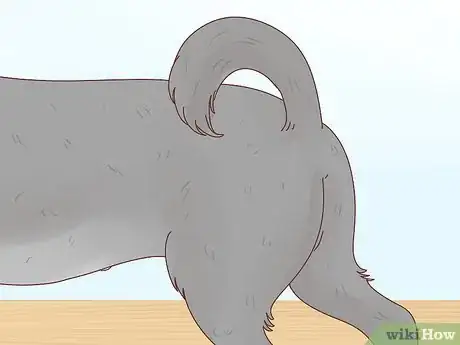 Image intitulée Tell if Your Dog Is in Heat Step 9