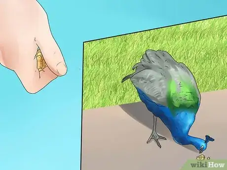 Image intitulée Care for Peacocks Step 8