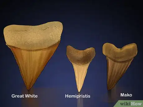 Image intitulée Identify Shark Teeth Step 14