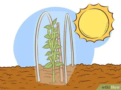 Image intitulée Grow Broad Beans Step 11