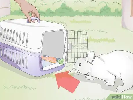 Image intitulée Hold a Rabbit Step 12