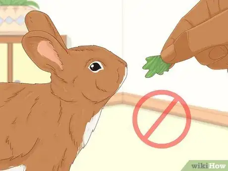 Image intitulée Treat Diarrhea in Rabbits Step 10