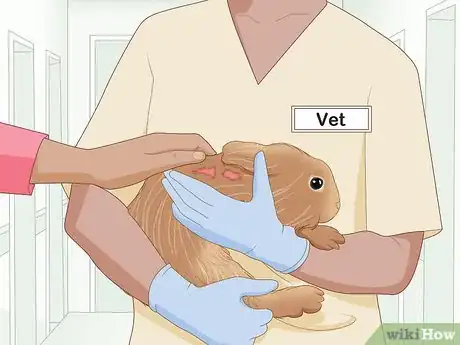 Image intitulée Care for an Injured Rabbit Step 1