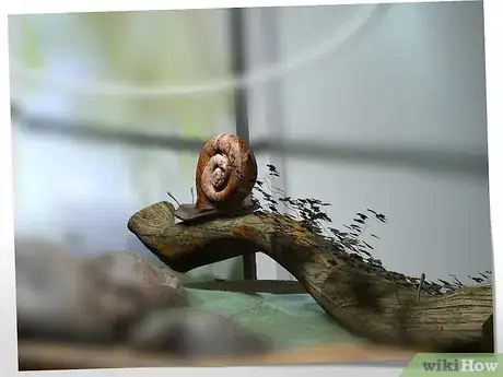 Image intitulée Breed a Pet Snail Step 3