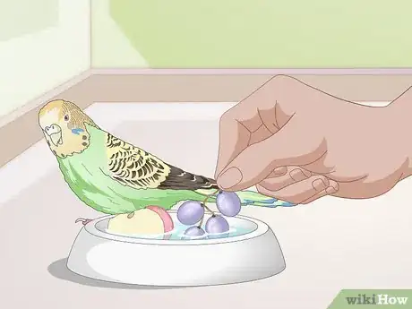 Image intitulée Tell when a Parakeet Is Sick Step 16