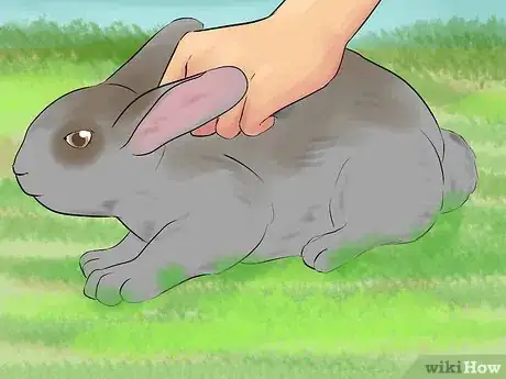 Image intitulée Catch a Pet Rabbit Step 17
