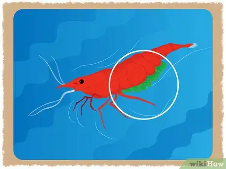 Image intitulée Breed Red Cherry Shrimp Step 9