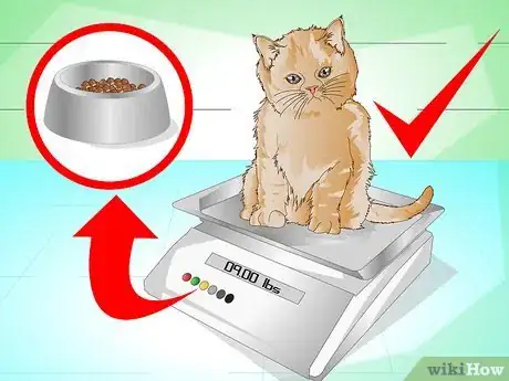 Image intitulée Put Weight on a Cat Step 12