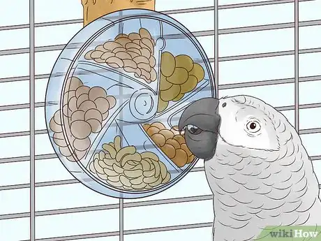 Image intitulée Feed Parrots Step 10
