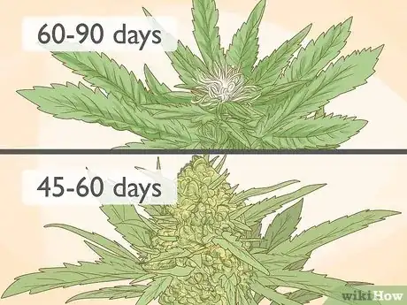 Image intitulée Tell the Difference Between Indica and Sativa Step 12