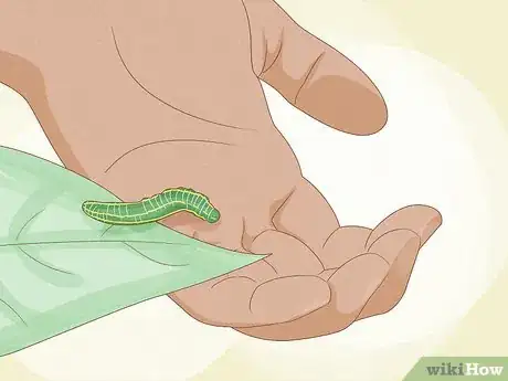 Image intitulée Find a Caterpillar Step 10