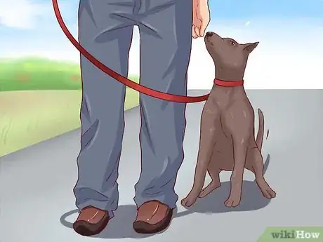 Image intitulée Teach Your Dog Basic Commands Step 19