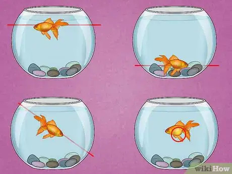 Image intitulée Fix Swim Bladder Disease in Goldfish Step 1