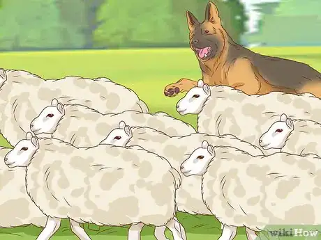 Image intitulée Identify a German Shepherd Step 14
