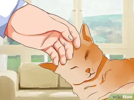 Image intitulée Stop Being Afraid of Cats Step 10
