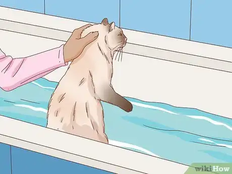 Image intitulée Bathe an Angry Cat With Minimal Damage Step 6