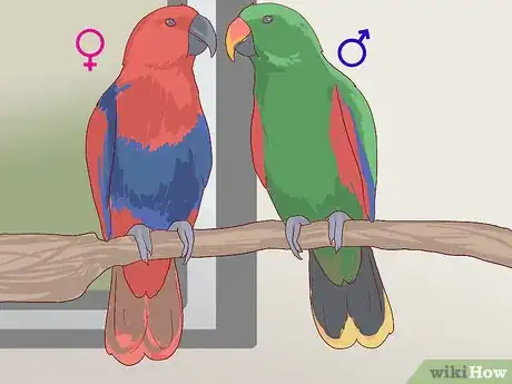 Image intitulée Tell the Sex of Parrots Step 8