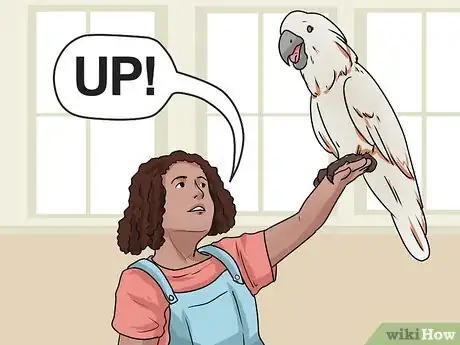 Image intitulée Teach Your Bird to Talk Step 8