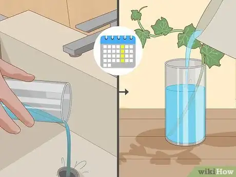 Image intitulée Grow Ivy from Cuttings Step 15