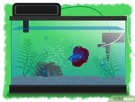 Image intitulée Breed Betta Fish Step 13