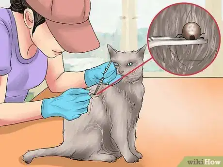 Image intitulée Remove a Tick from a Cat Step 8