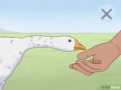 Image intitulée Stop a Goose Attack Step 9