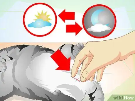 Image intitulée Care for Your Cat After Neutering or Spaying Step 15