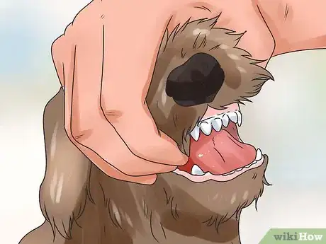 Image intitulée Determine Your Dog's Age By Its Teeth Step 5