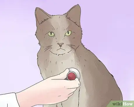 Image intitulée Care for an FIV Infected Cat Step 17