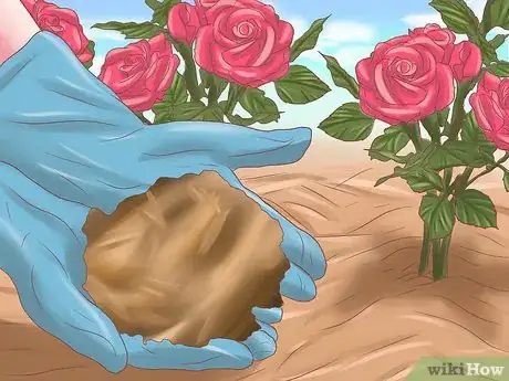 Image intitulée Make Roses Last Longer Step 11