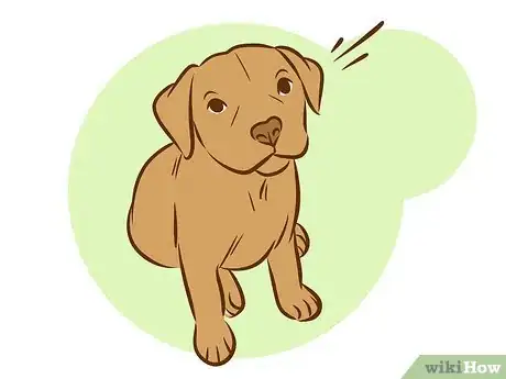 Image intitulée Train a Pitbull Puppy Step 7