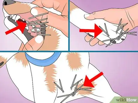 Image intitulée Remove Porcupine Quills Step 4