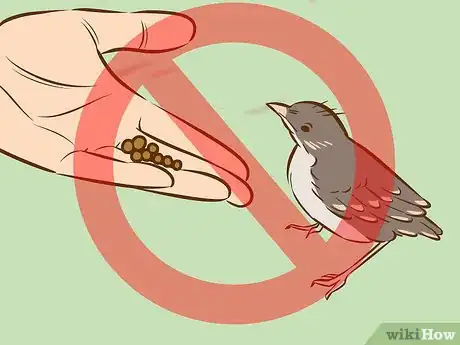 Image intitulée Help a Baby Bird That Has Fallen Out of a Nest Step 10