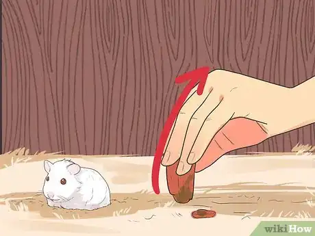 Image intitulée Feed Dwarf Hamsters Step 12