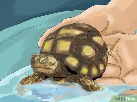 Image intitulée Care for a Tortoise Step 17