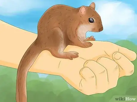 Image intitulée Keep a Pet Squirrel Step 3