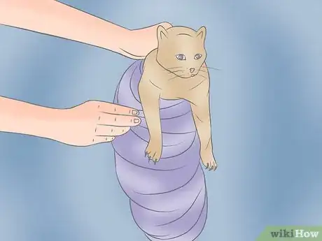 Image intitulée Wrap a Cat Step 3