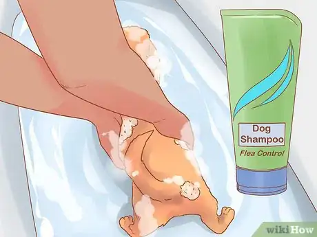 Image intitulée Get Rid of Tapeworms in Your Pets Step 9